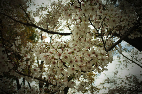 20230329kanegasaku02