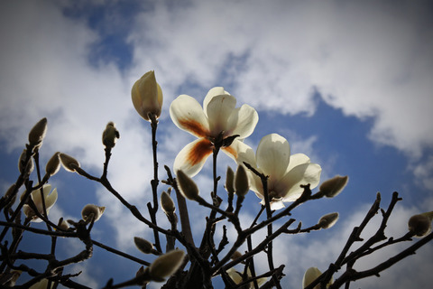 20160225yanaka01