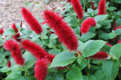 20240921higashimatsudo01