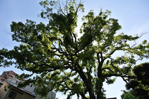 20260524ueno08