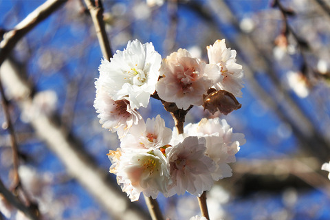 20260103shichifukuji06