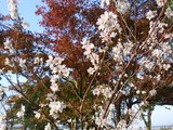 かわつ桜