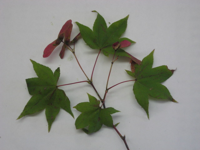 モミジの種 松居農園の緑のブログ