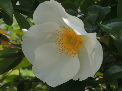 RSCN0017