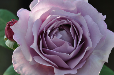 CSC_0911