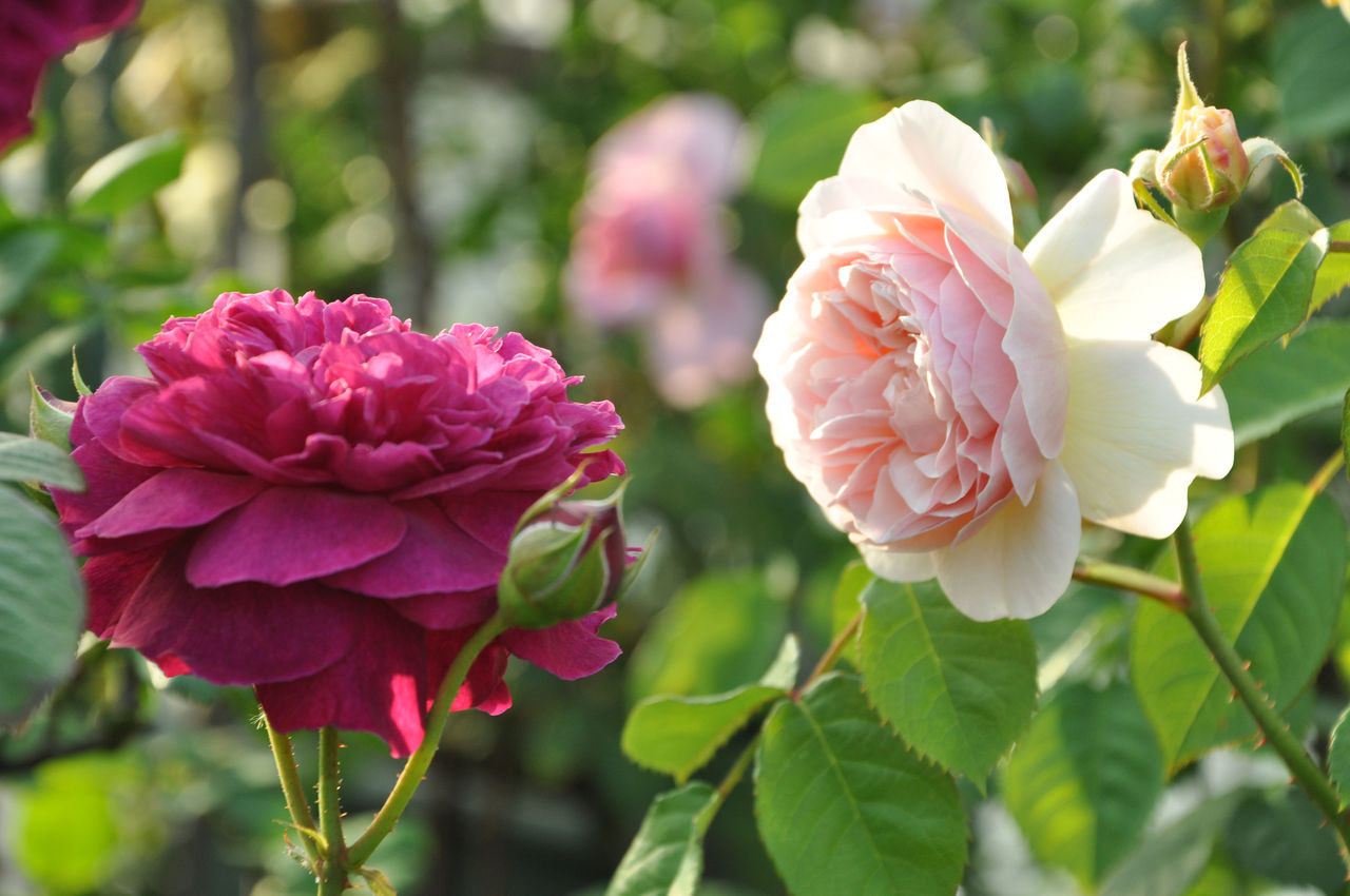 バラ便り ５月のバルコニーから その３ M S Tea Time