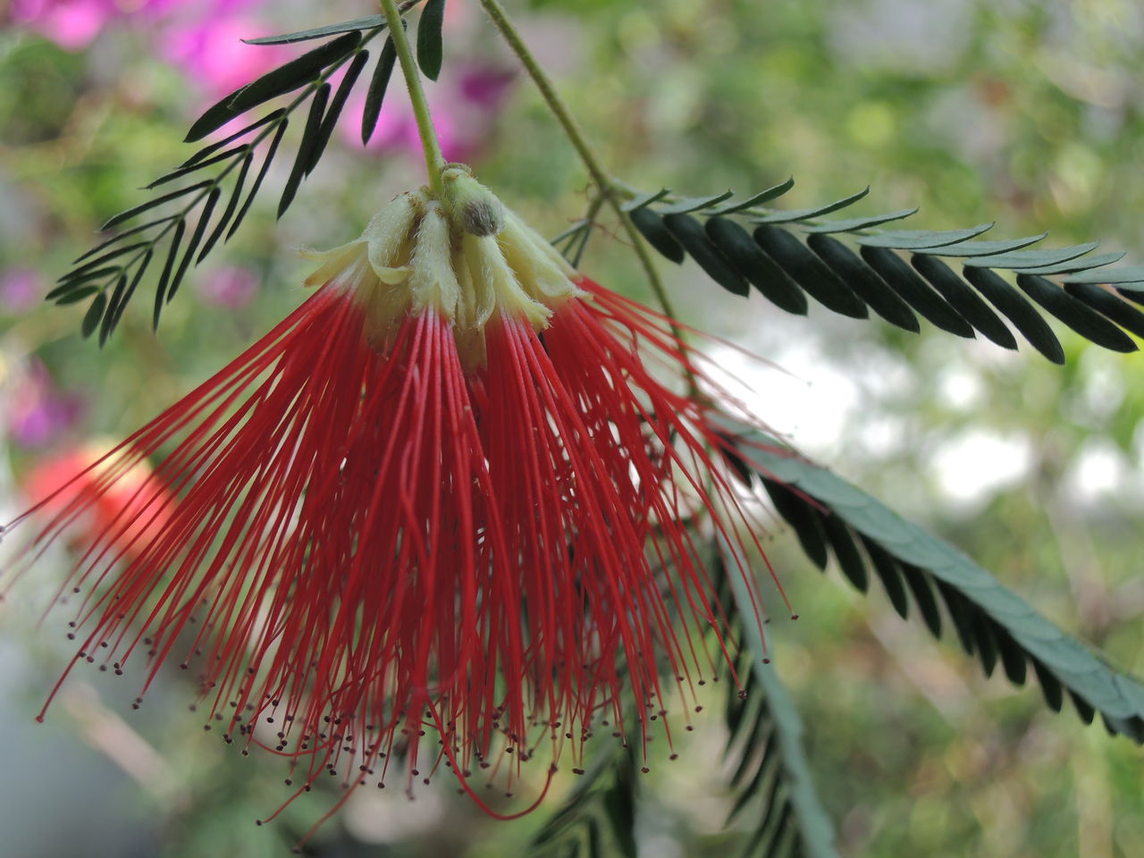 夏のバルコニー １ 熱帯の花 M S Tea Time