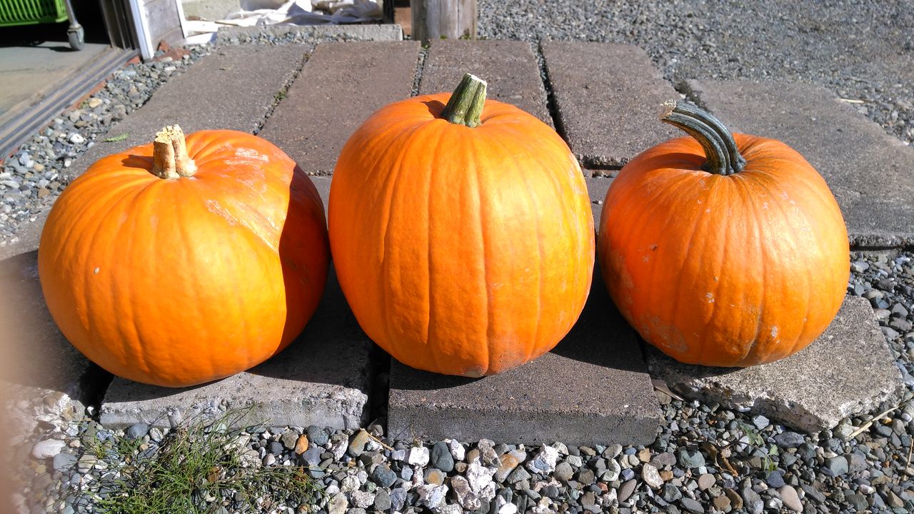 ハロウィンかぼちゃ とオレンジ白菜 オレンジクイーン 松村農場のブログ
