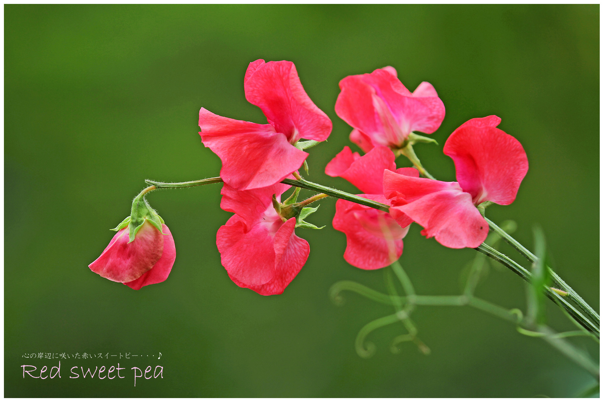 春の花 スイートピー こころの岸辺に咲いた Red Sweet Pea はなものがたり 松尾誠司写真集 花物語