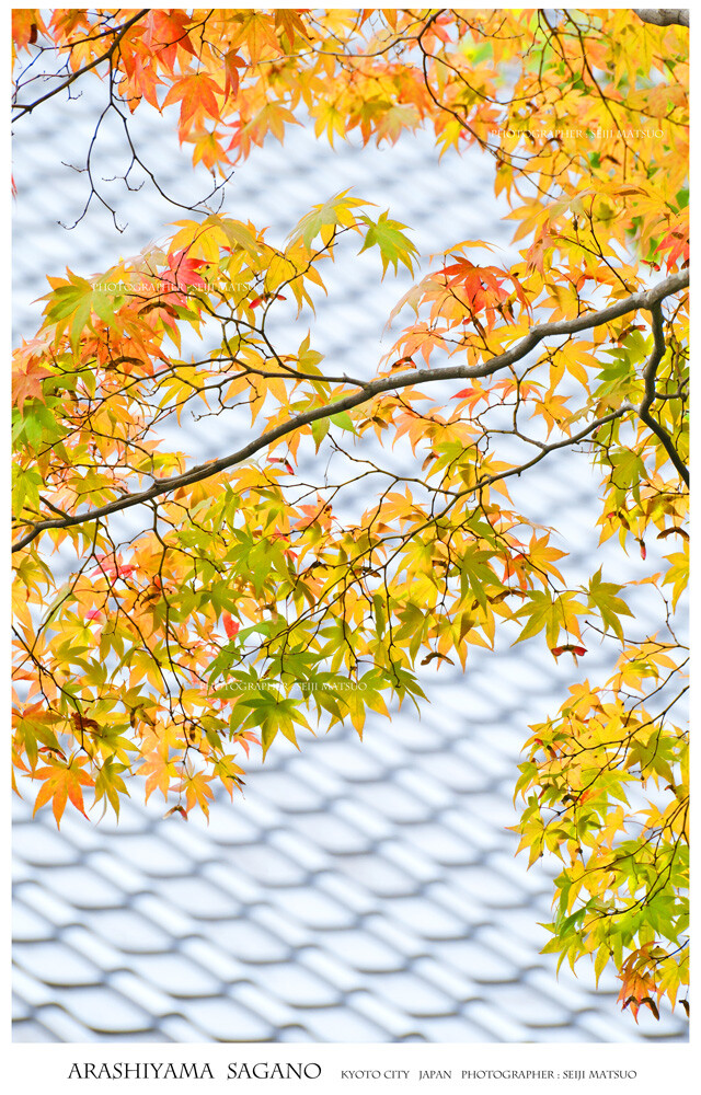 A-2024102907-嵐山・嵯峨野DSCF8402