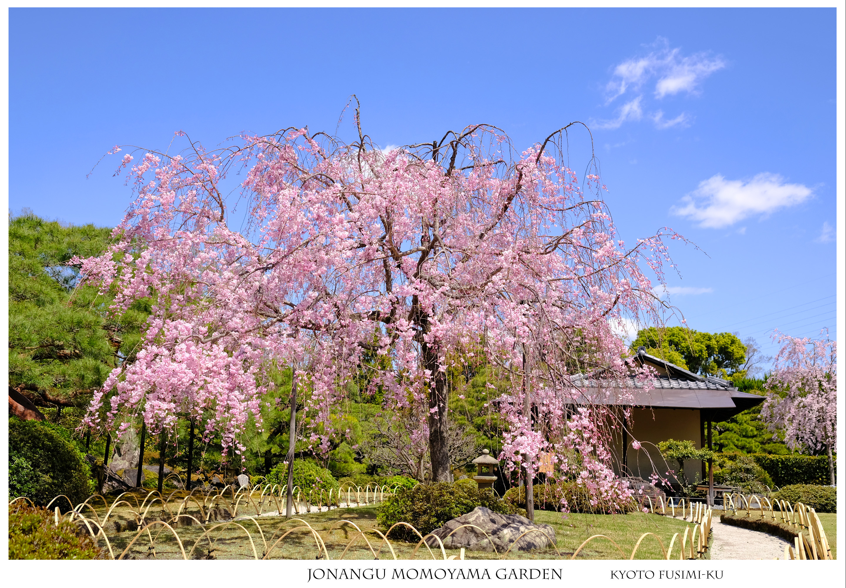 春の花 サクラ 美々しい時間を止めて 城南宮 はなものがたり 松尾誠司写真集 花物語 春の花 サクラ 美々しい時間を止めて 城南宮 はなものがたり 松尾誠司写真集 花物語
