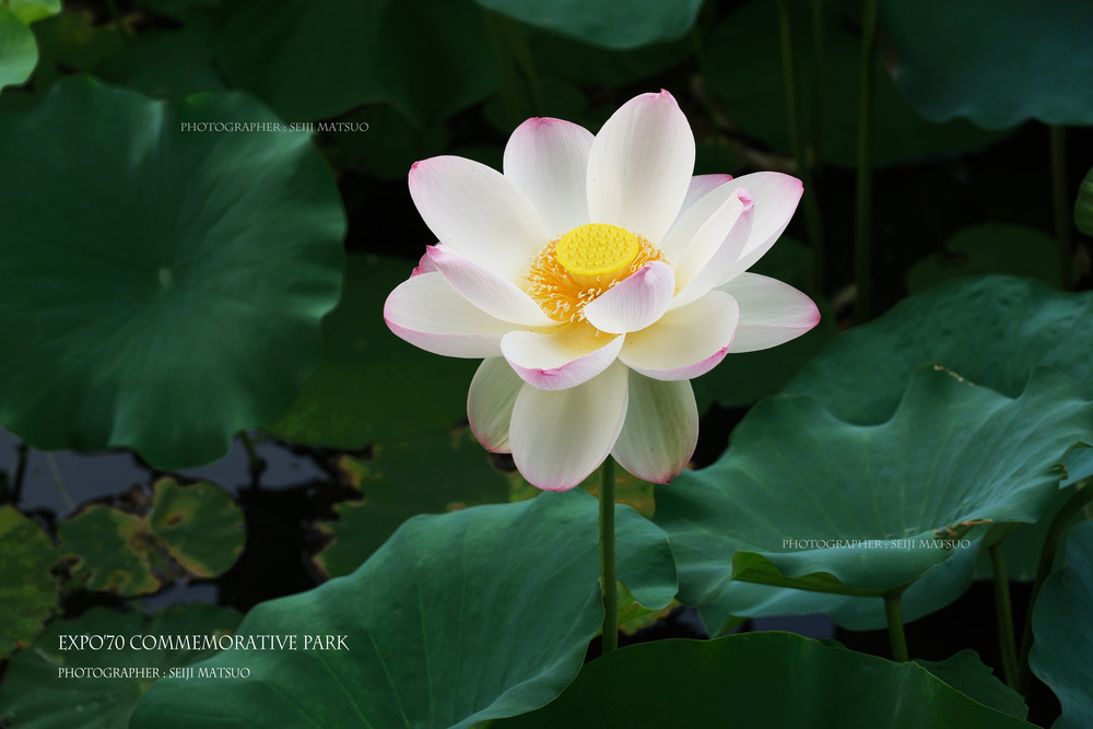 2025070601-万博記念公園DSCF7584