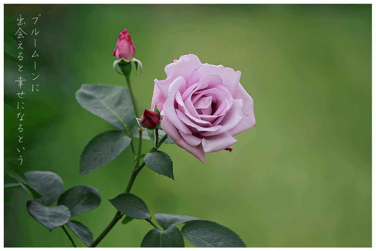 春の花 バラ Blue Moon はなものがたり 松尾誠司写真集 花物語