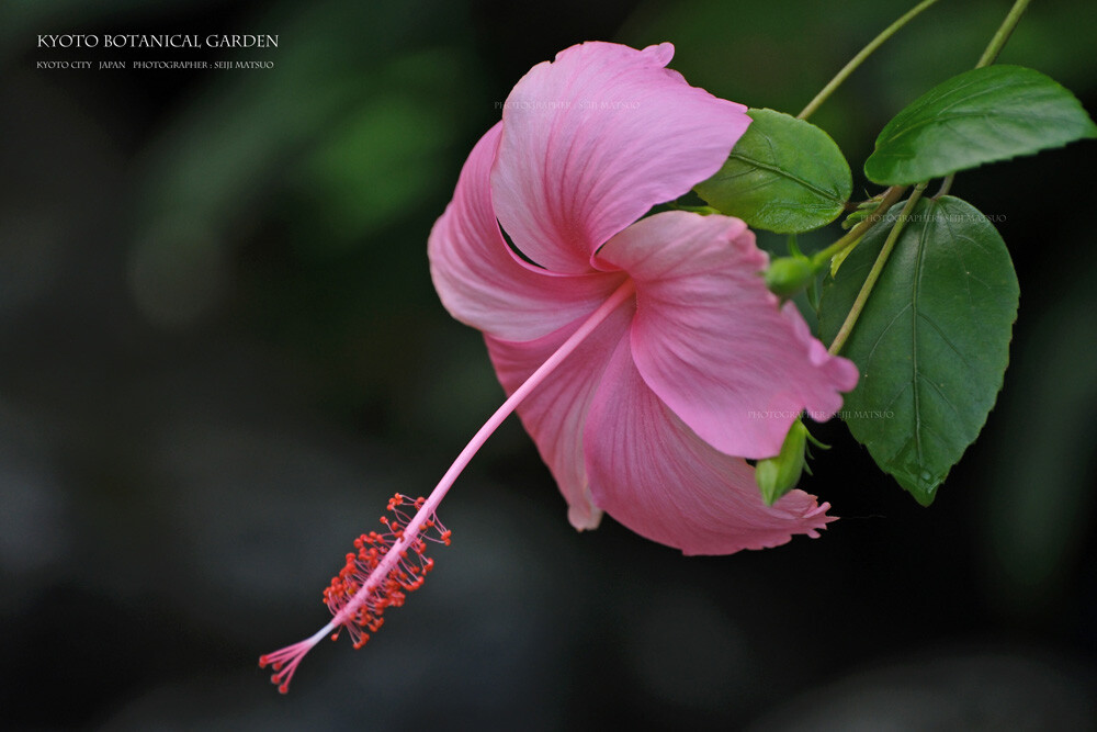 A-2024102507-京都府立植物園DSCF8240