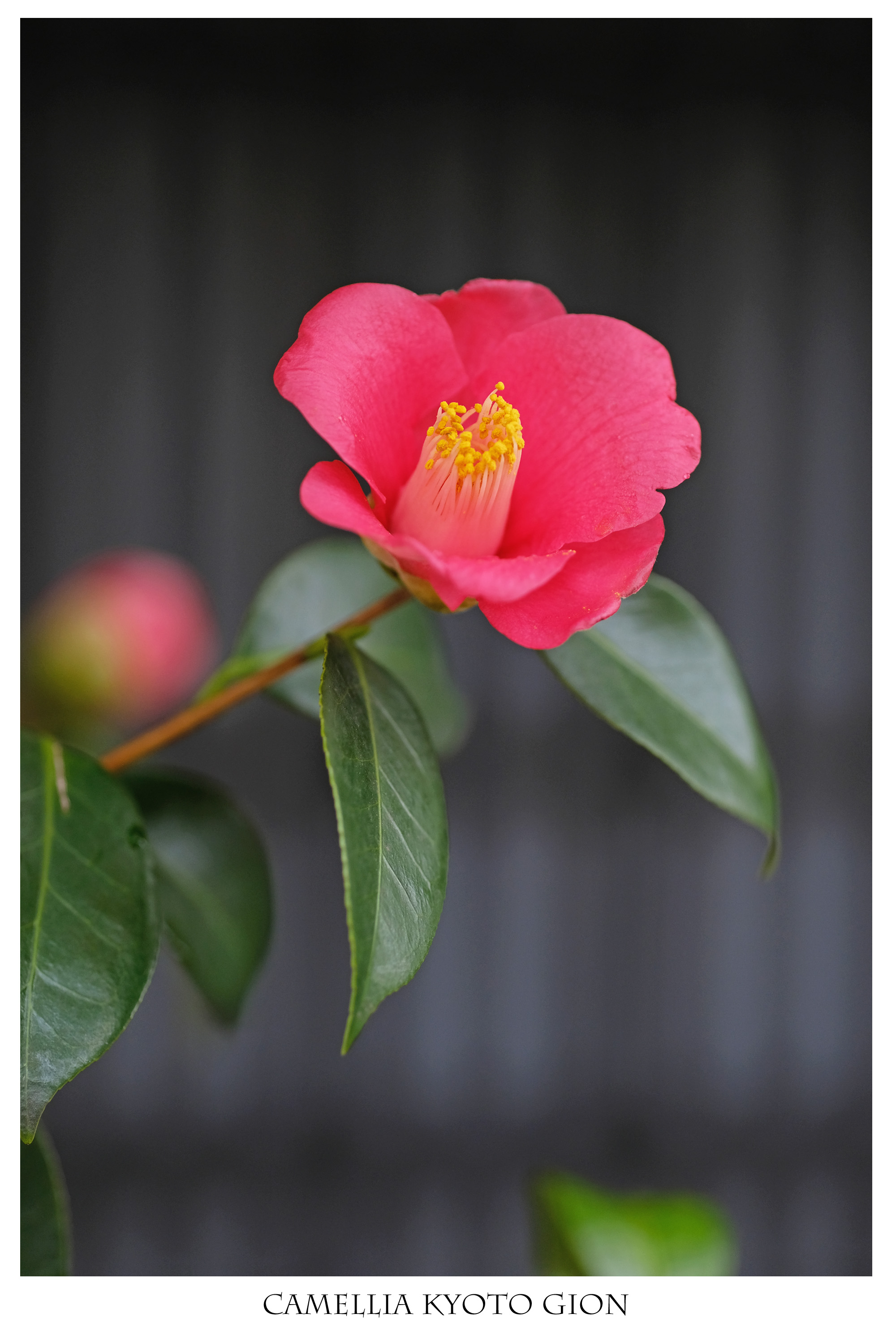 冬の花 ツバキ 微笑みの紅色 祇園 はなものがたり 松尾誠司写真集 花物語