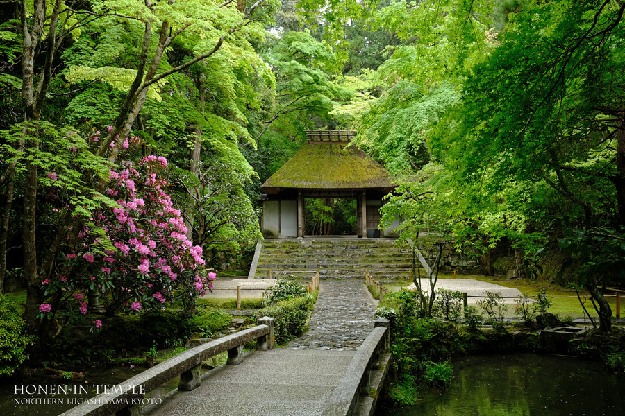 春の景色 新緑 「緑の浄域・・・法然院」 : はなものがたり（松尾誠司写真集・花物語）
