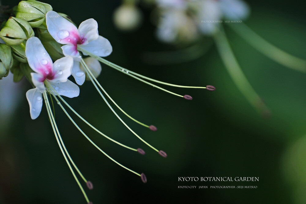 A-2024102505-京都府立植物園DSCF8189