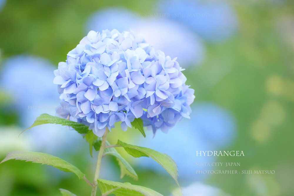 アジサイ 夏の花 青空っていいなぁ はなものがたり 松尾誠司写真集 花物語 アジサイ 夏の花 青空っていいなぁ はなものがたり 松尾誠司写真集 花物語