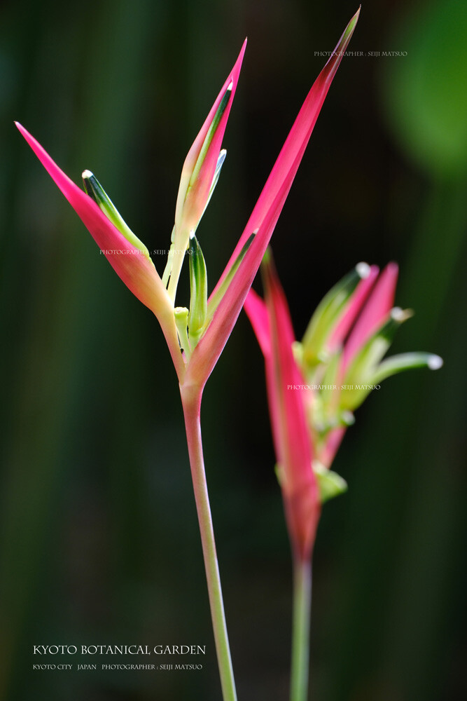 A-2024102506-京都府立植物園DSCF8211