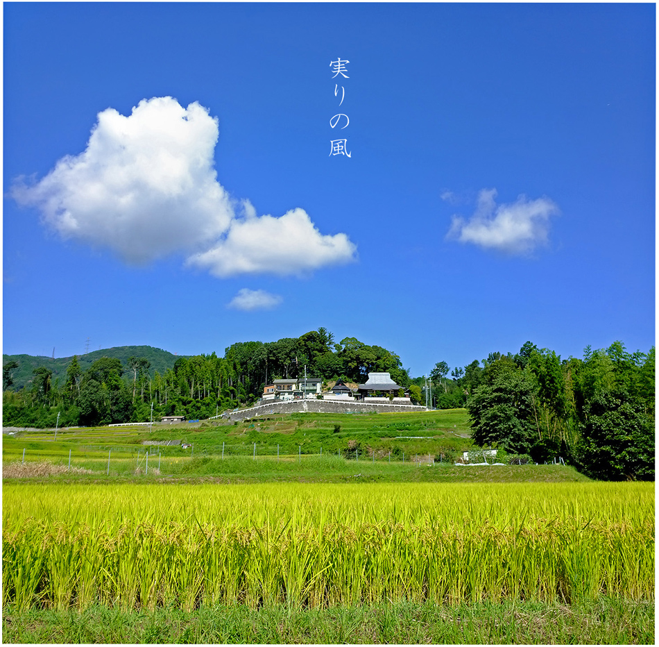 夏の風景 実りの風 はなものがたり 松尾誠司写真集 花物語