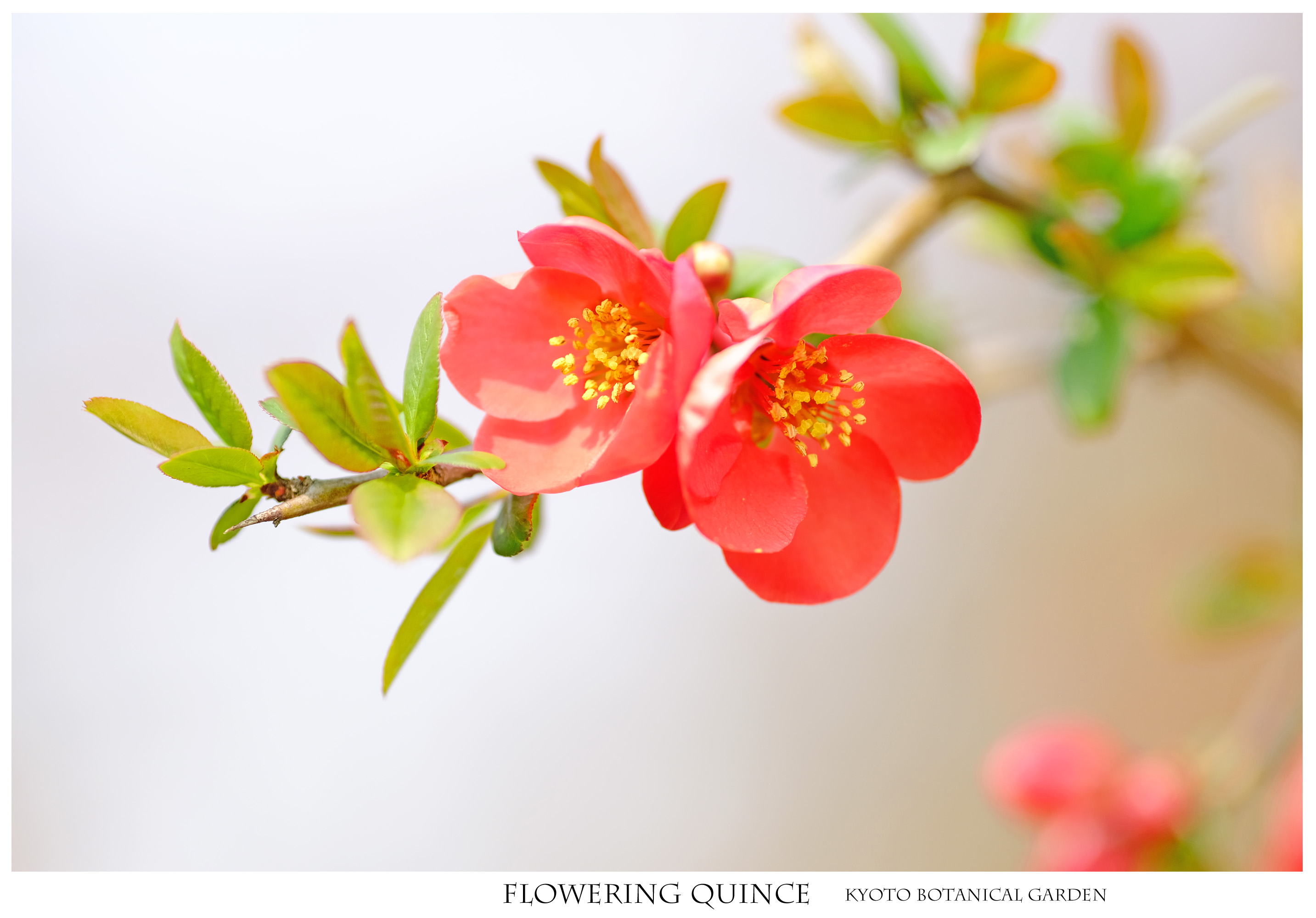 春の花 ボケ あったかいなぁ 京都府立植物園 はなものがたり 松尾誠司写真集 花物語