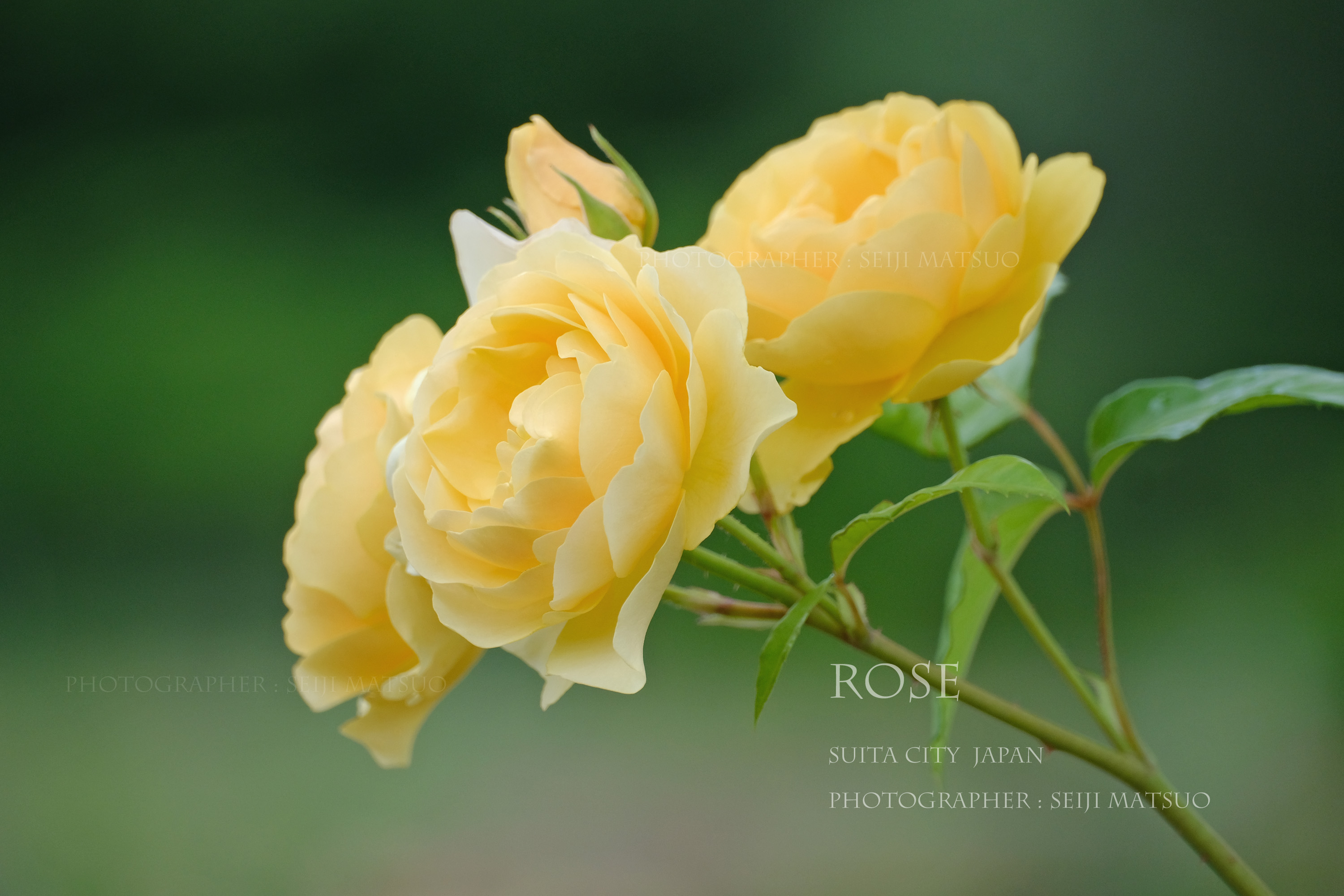 バラ 夏の花 薔薇に感謝して はなものがたり 松尾誠司写真集 花物語