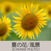 2024ＴＯＰアイコン-08-夏の花風景-170-BBB