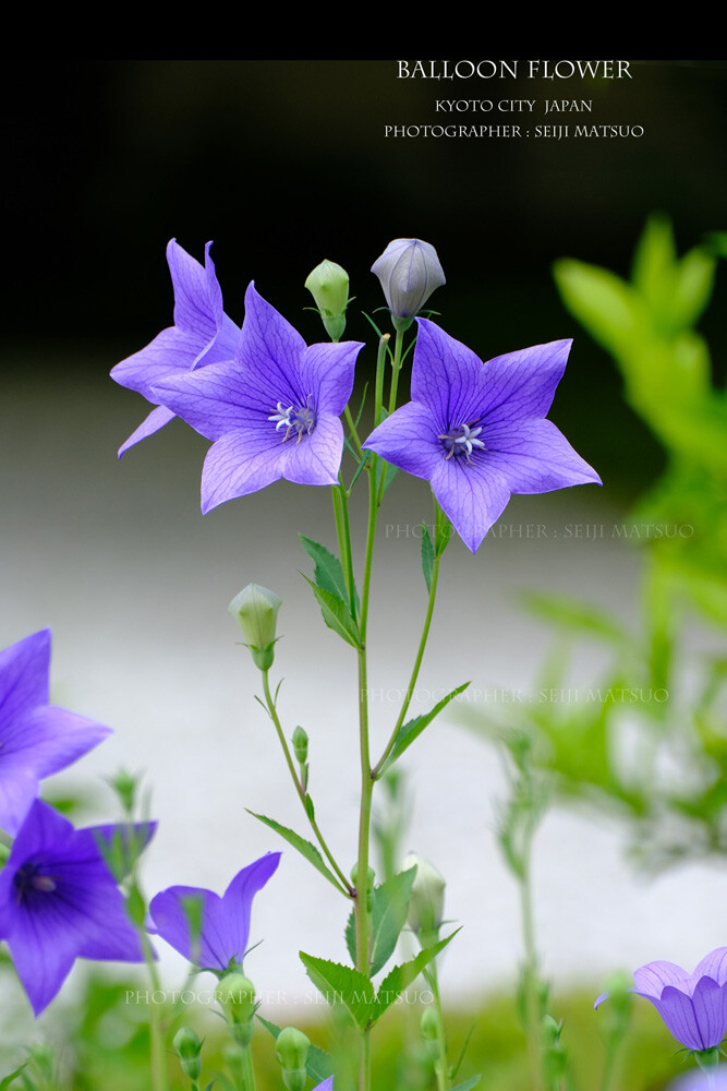 キキョウ 京都 廬山寺 夏の花 桔梗の顔が幸せに見えます はなものがたり 松尾誠司写真集 花物語