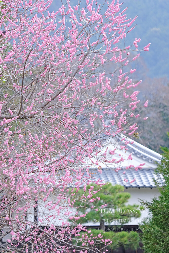 モモ 随心院 春の花 お出迎えのモモ花さん Plum Blossom Zuishin In Temple Kyoto はなものがたり 松尾誠司写真集 花物語 モモ 随心院 春の花 お出迎えのモモ花さん Plum Blossom Zuishin In Temple Kyoto はなものがたり 松尾誠司写真集 花物語