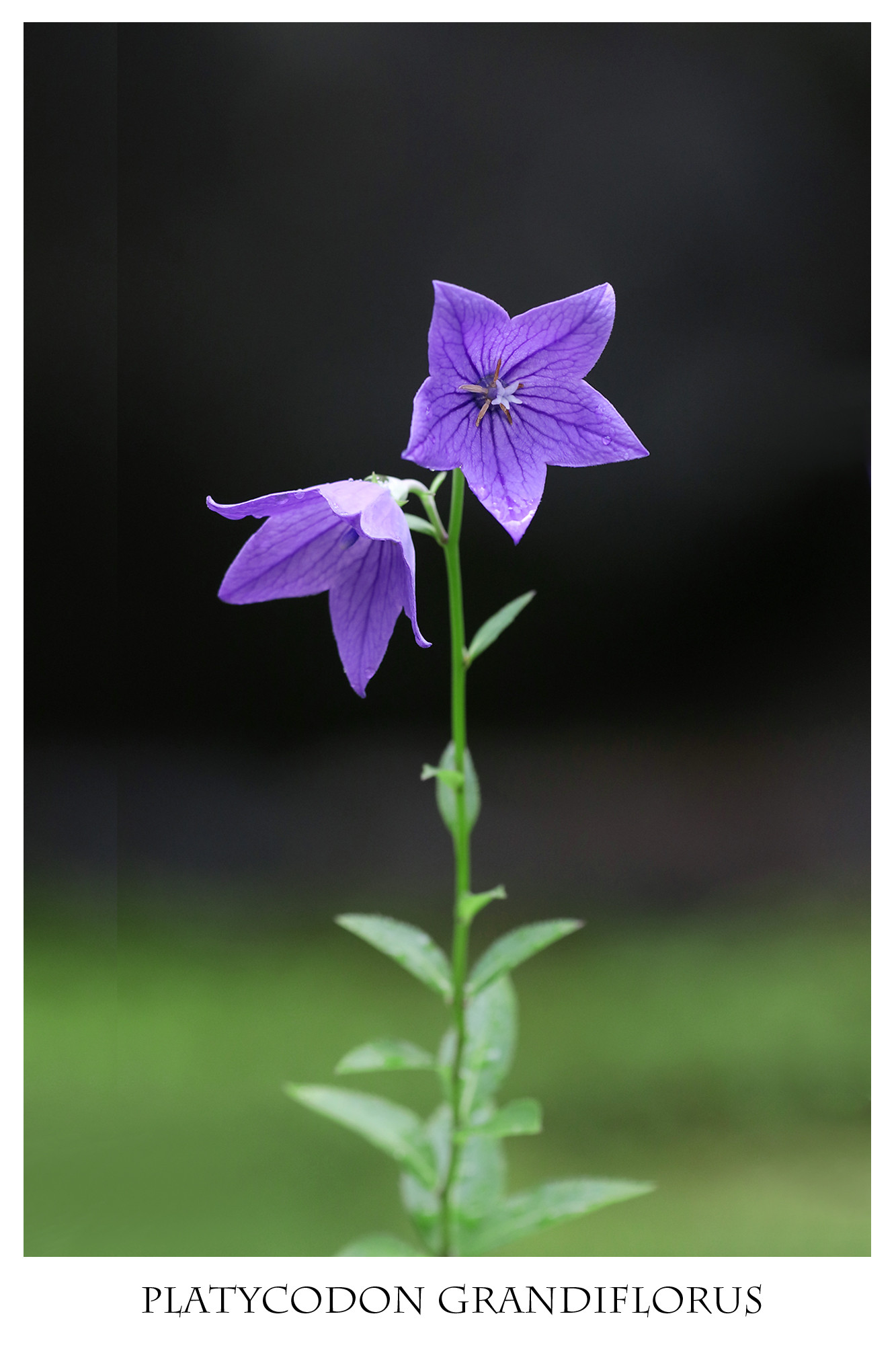 夏の花 キキョウ 凛として そして愛らしく 智積院 はなものがたり 松尾誠司写真集 花物語