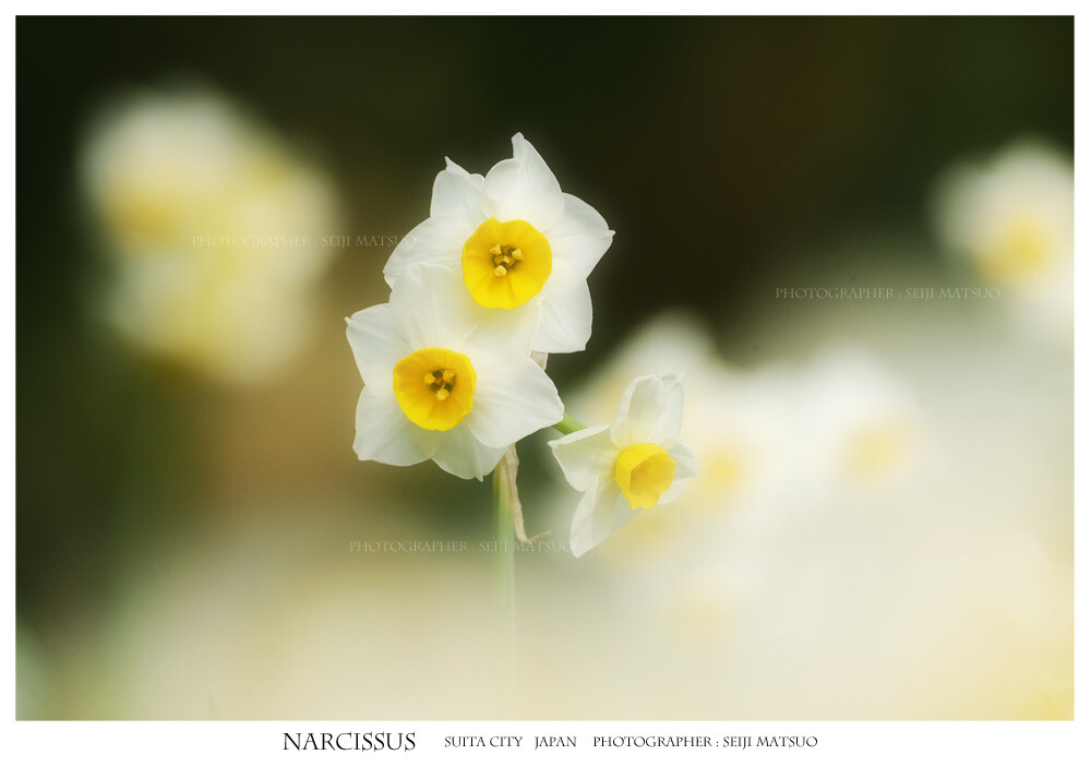 スイセン 服部緑地 冬の花 ふわふわ 気持は雲の上の花畑 はなものがたり 松尾誠司写真集 花物語