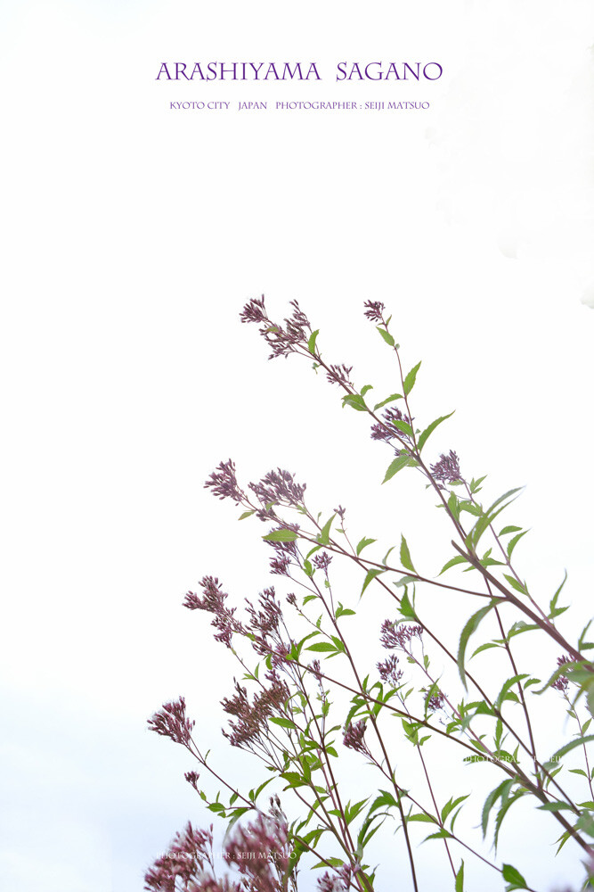 A-2024102909-嵐山・嵯峨野DSCF8433