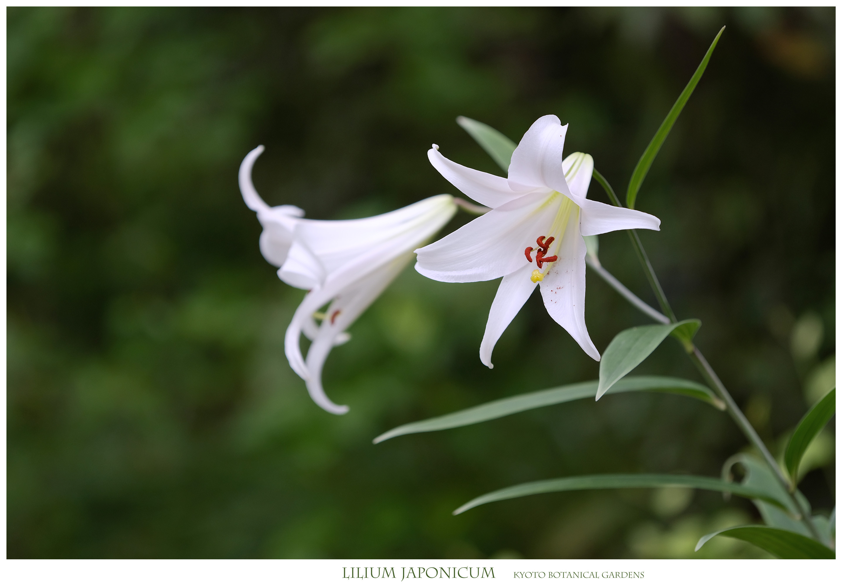 はなものがたり(松尾誠司写真集・花物語)	  夏の花 ササユリ 「うっとりするような細面の美人・・・京都府立植物圓」	コメント