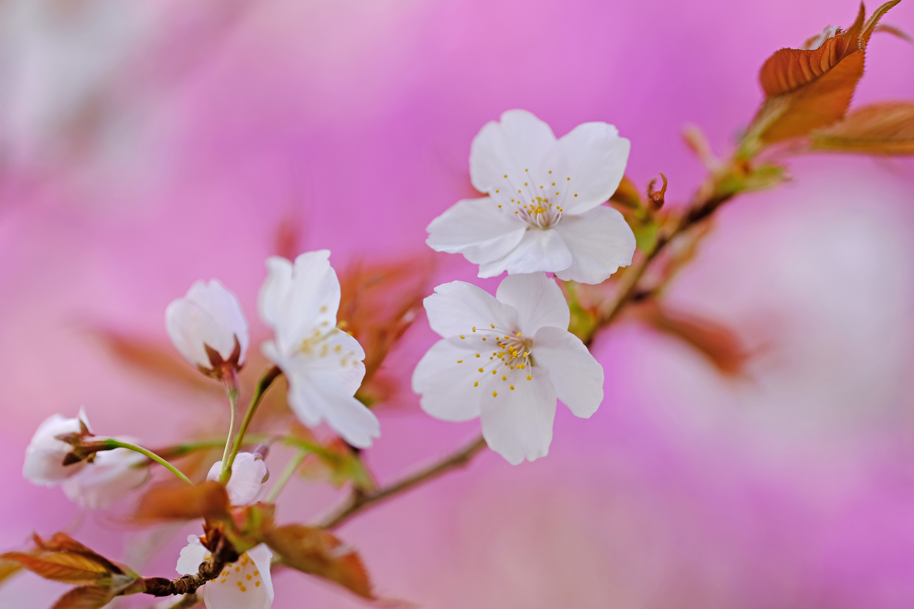 春の花 サクラ 春色のキューピット 仁和寺 はなものがたり 松尾誠司写真集 花物語