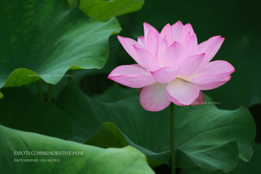 2025070602-万博記念公園DSCF7602