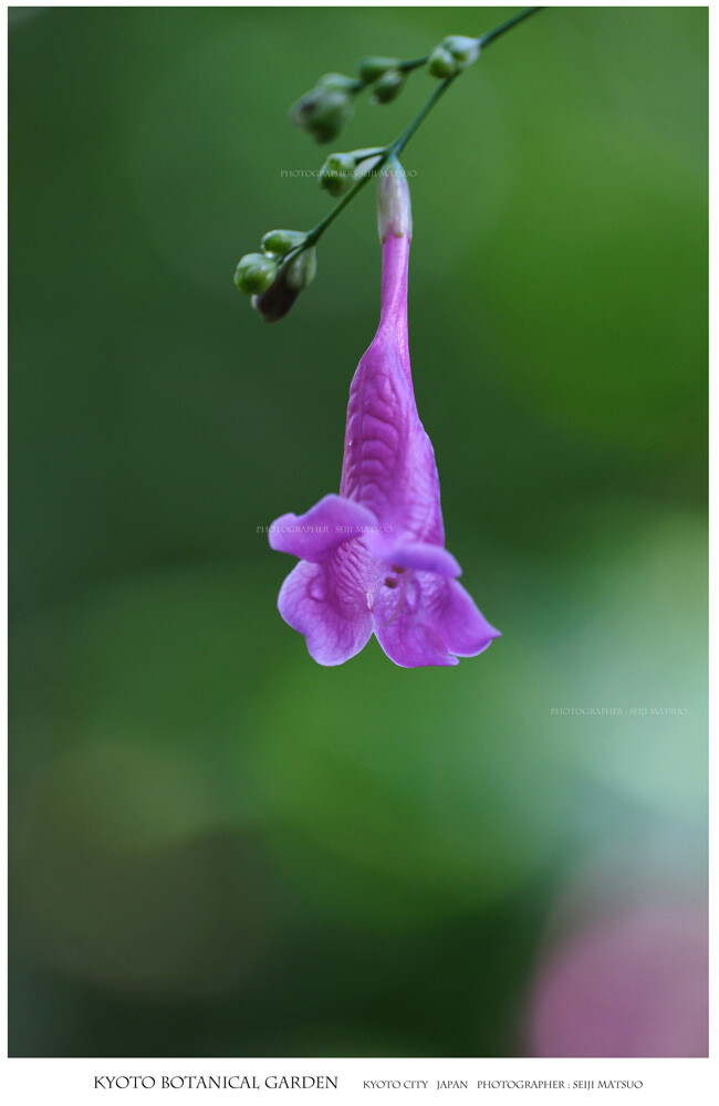 A-2024102502-京都府立植物園DSCF8155