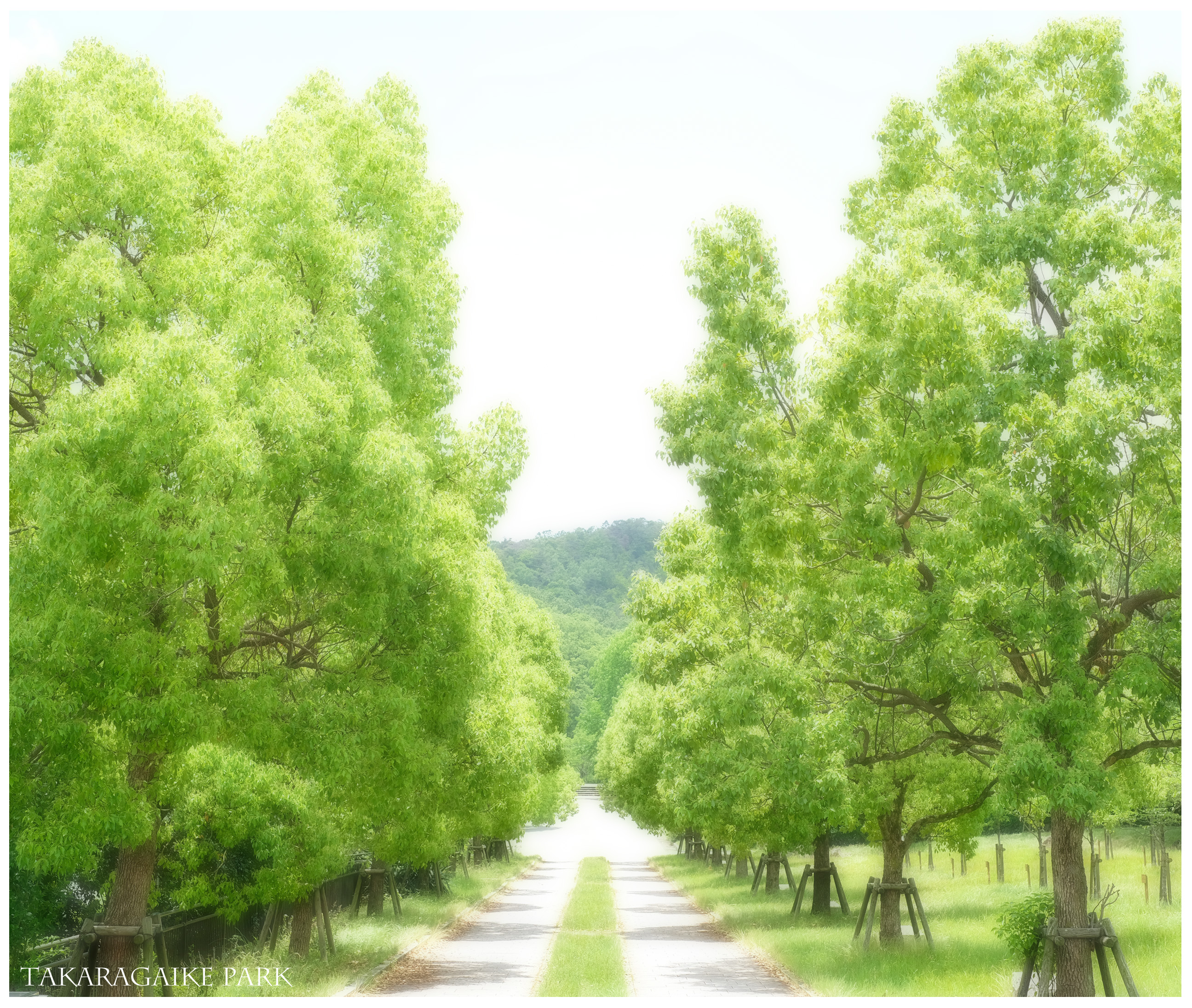 夏の風景 みどりのアーケード 宝が池公園 はなものがたり 松尾誠司写真集 花物語
