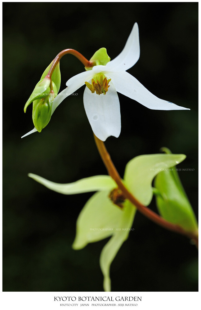 A-2024102508-京都府立植物園DSCF8232-BBB