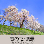 2024ＴＯＰアイコン-07-春の花風景-170