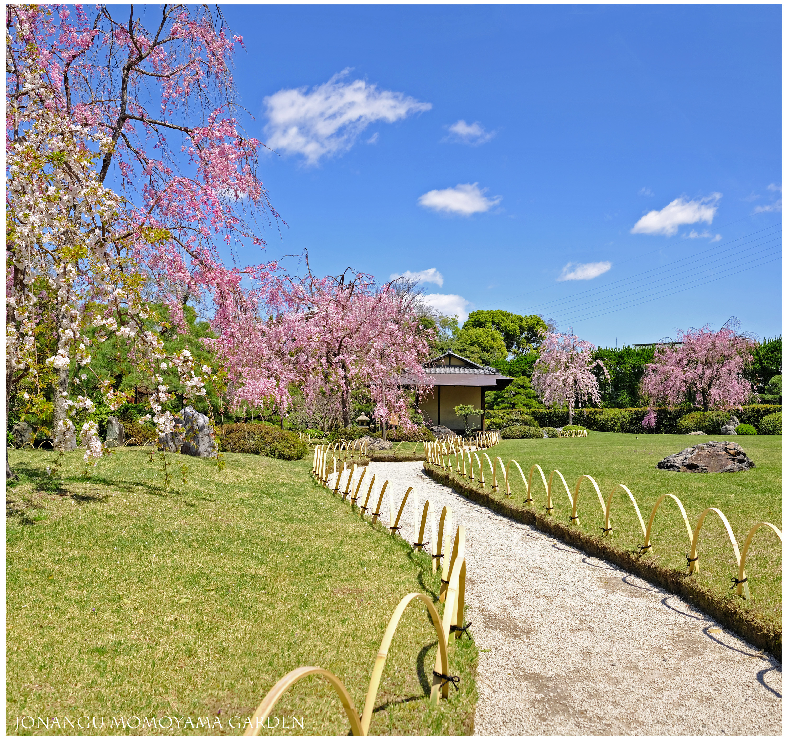 春の花 サクラ 貴婦人の振る舞い 城南宮 はなものがたり 松尾誠司写真集 花物語 春の花 サクラ 貴婦人の振る舞い 城南宮 はなものがたり 松尾誠司写真集 花物語