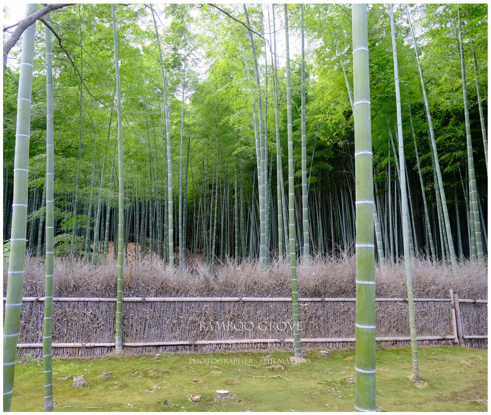 竹林 京都 天龍寺 竹穂垣の向こうに Bamboo Grove Saga Tenryuji Kyoto はなものがたり 松尾誠司写真集 花物語 竹林 京都 天龍寺 竹穂垣の向こうに Bamboo Grove Saga Tenryuji Kyoto はなものがたり 松尾誠司写真集 花物語