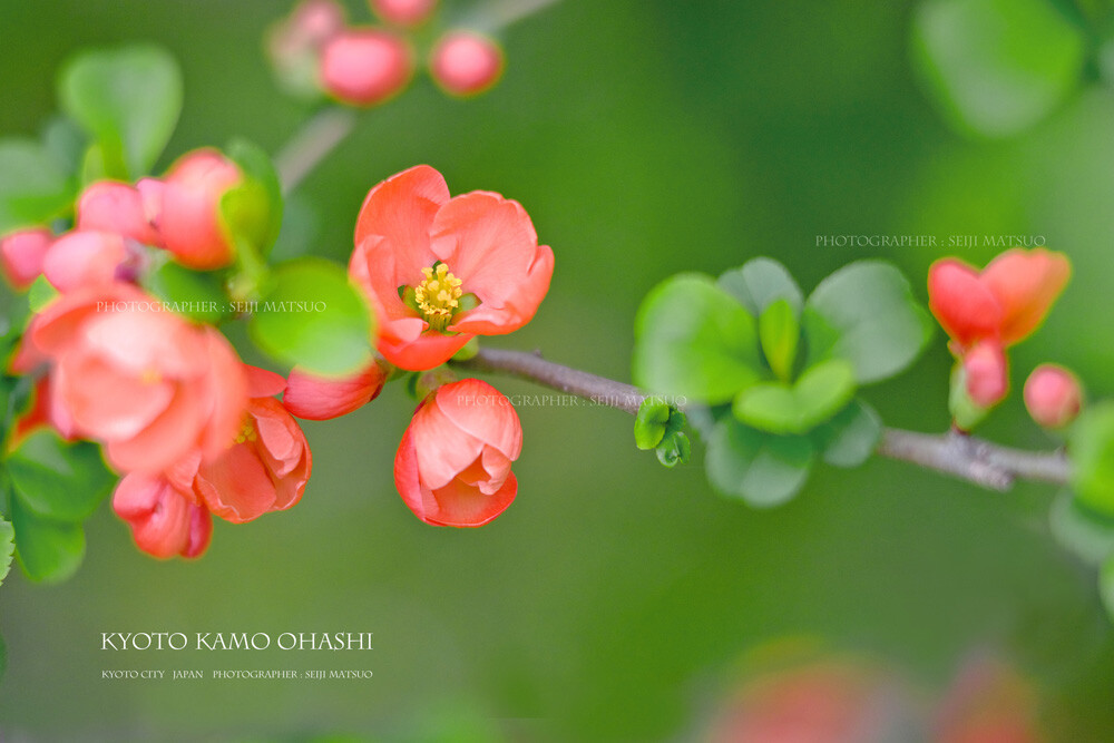 ボケ 賀茂川の堤 春の花 ボーっとしながら歩く 堤にはオレンジ色の木瓜の花が満開 はなものがたり 松尾誠司写真集 花物語