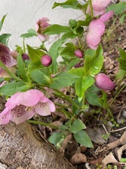 ���ꥹ�ޥ�������