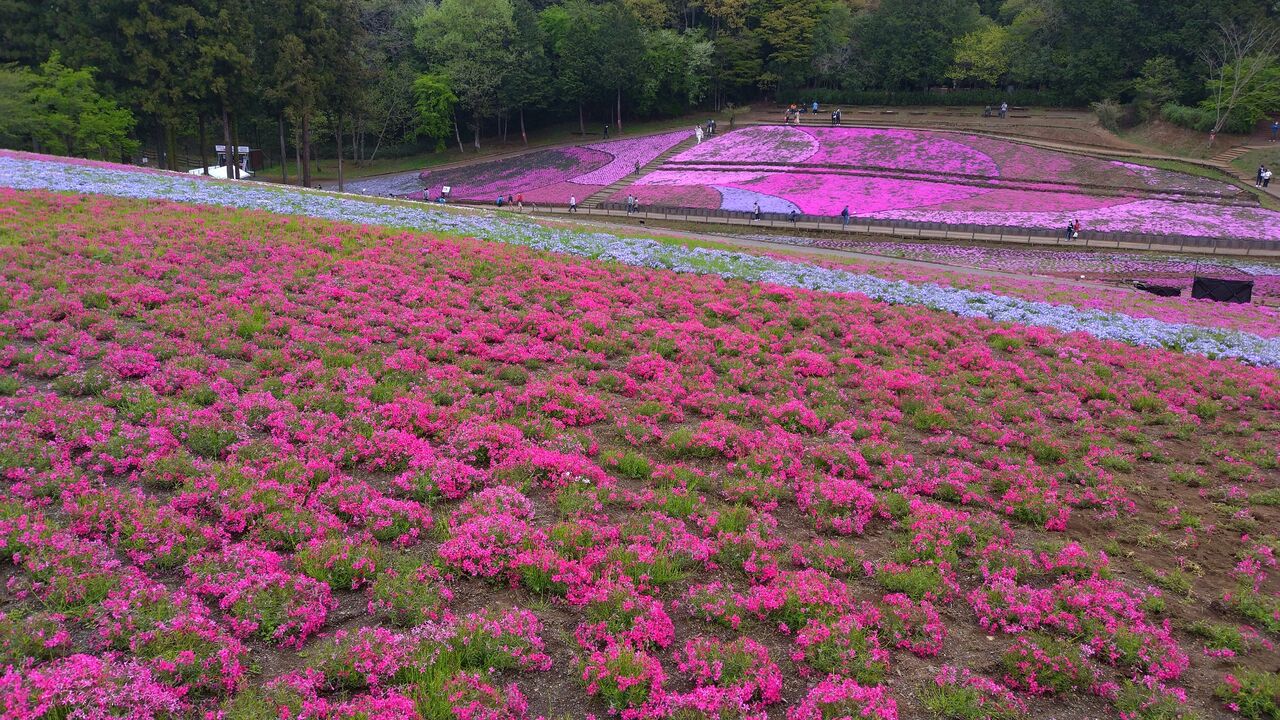 昨日 芝桜 見てきました マツリンの イラストレーターへの道