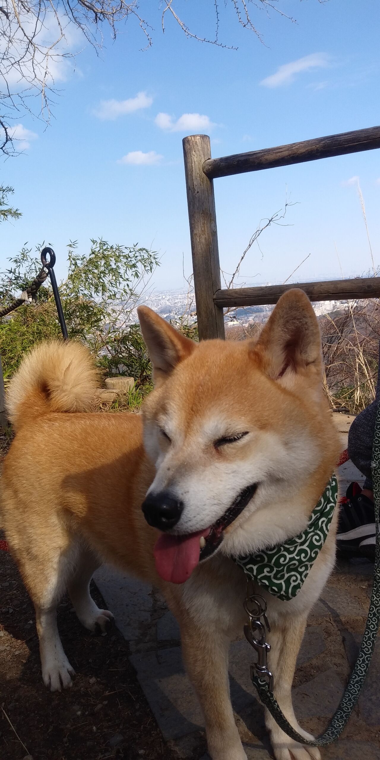 高尾山登山 保護犬兄弟と日本全国犬連れ旅行 高尾山登山 保護犬兄弟と日本全国犬連れ旅行