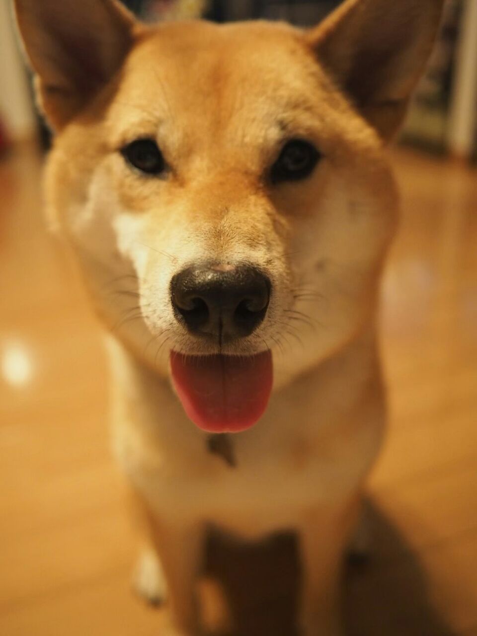 尊との出会い 里親サイトを巡る日々 保護犬兄弟と日本全国犬連れ旅行