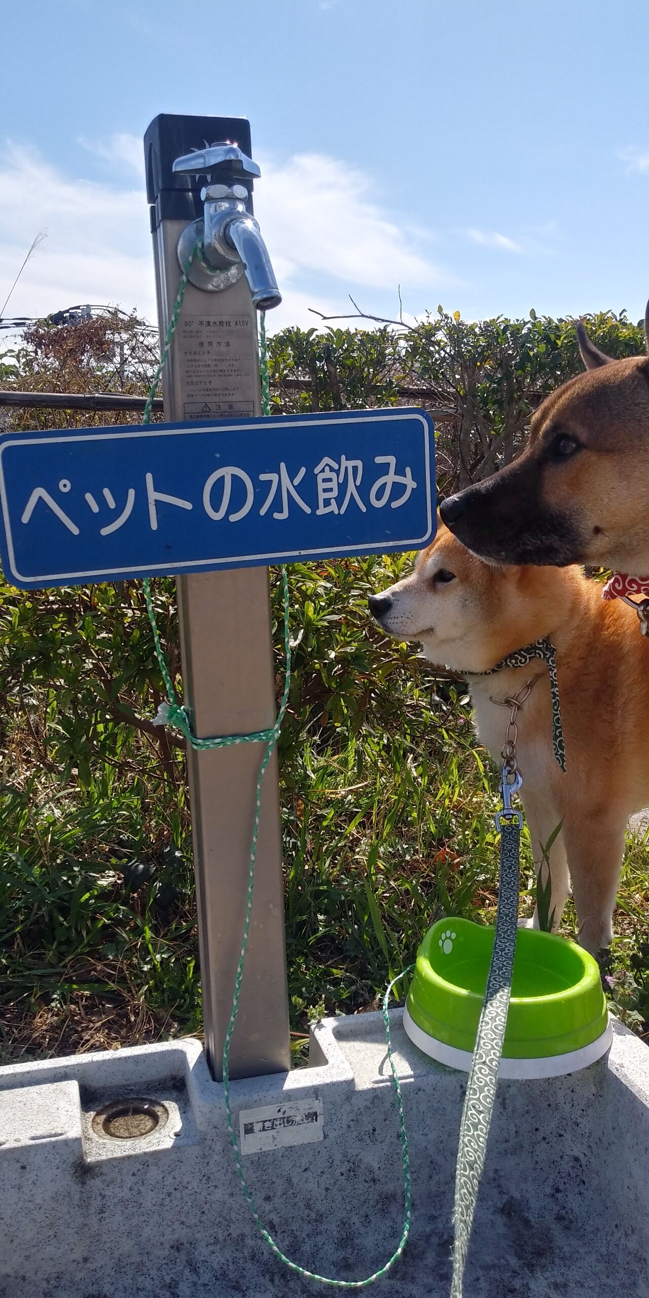 高尾山登山 保護犬兄弟と日本全国犬連れ旅行 高尾山登山 保護犬兄弟と日本全国犬連れ旅行