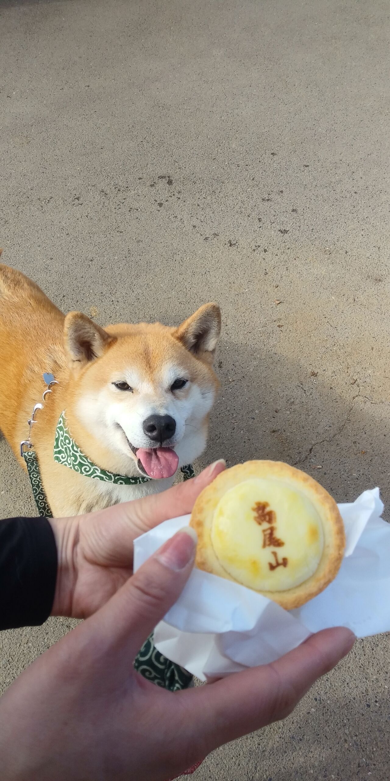 高尾山登山 保護犬兄弟と日本全国犬連れ旅行 高尾山登山 保護犬兄弟と日本全国犬連れ旅行