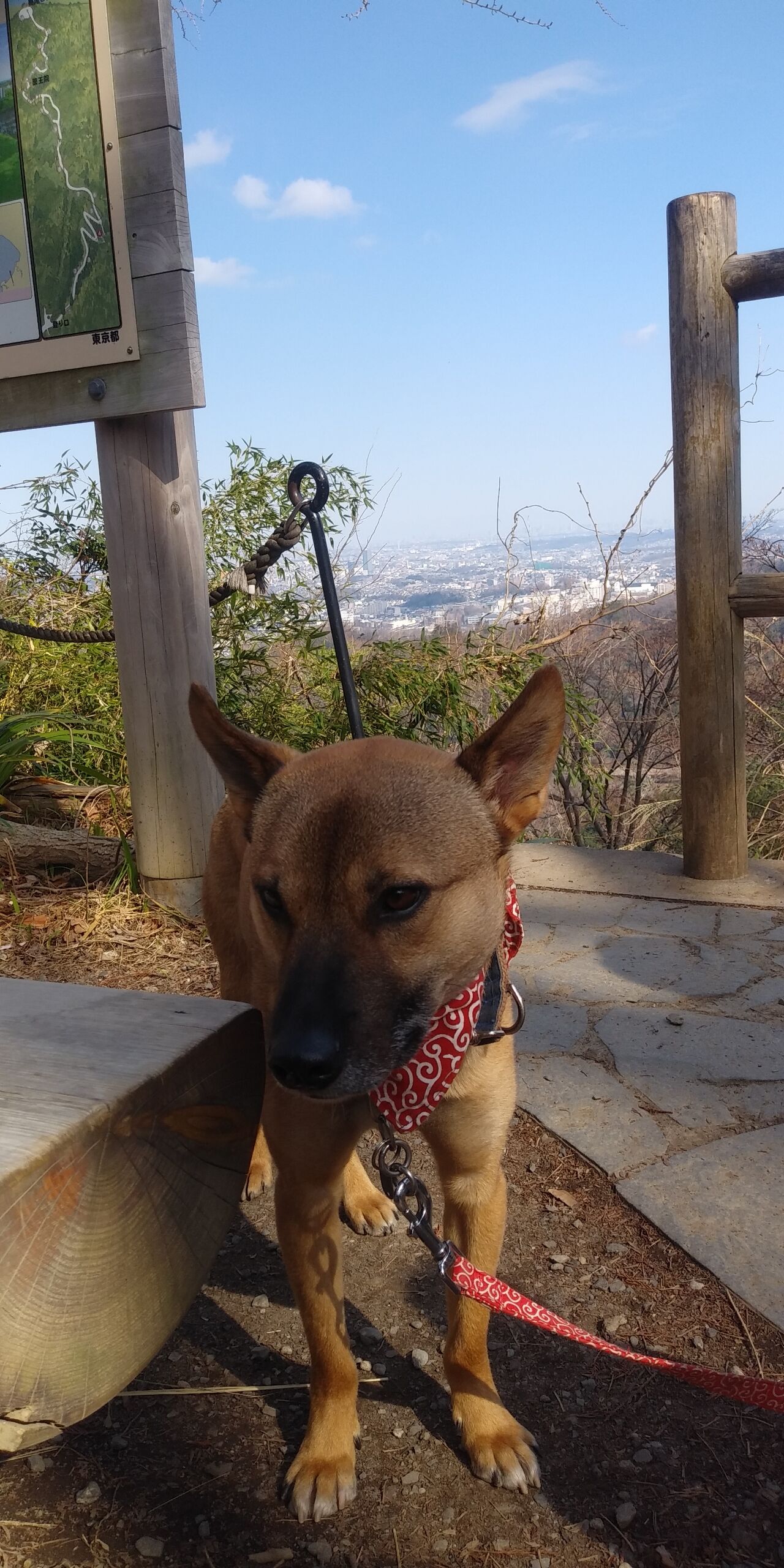 高尾山登山 保護犬兄弟と日本全国犬連れ旅行 高尾山登山 保護犬兄弟と日本全国犬連れ旅行