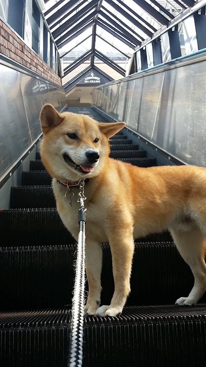 犬旅にハマるきっかけ 白河 那須 保護犬兄弟と日本全国犬連れ旅行